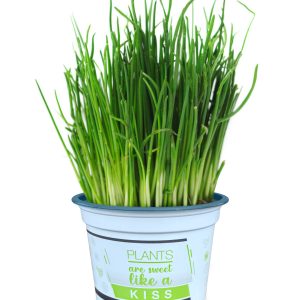 ALLIUM SCHOENOPRASUM CS-12