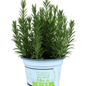 ROSMARINUS OFFICINALIS CS-12