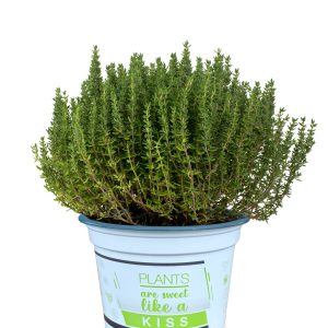 THYMUS VULGARIS CS-12