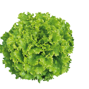 LACTUCA SAT. 'BATAVIA SALÁTA' CS-10DB