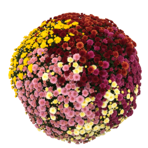 CHRYSANTHEMUM MUL. 'HIGH FIVE' CS-23