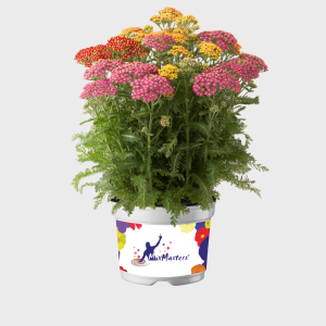 ACHILLEA MIL. 'MILLY ROCK MIX' CS-12