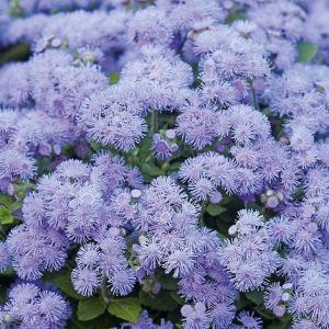AGERATUM CS-9