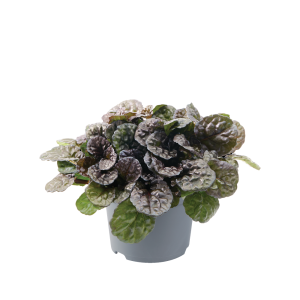 AJUGA REP.  'BLACK SCALLOP' CS-12