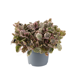 AJUGA REP.  'SUGAR PLUM' CS-12