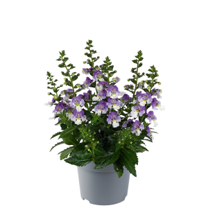 ANGELONIA CS-9
