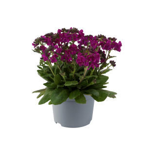 ARABIS BLE. 'BARRANCA' CS-12