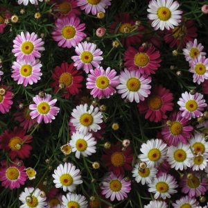 ARGYRANTHEMUM CS-12