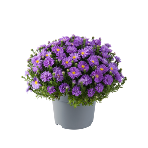 ASTER NOVI BELGII CS-12