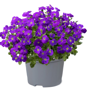 AUBRIETA GLA. 'KITTE BLUE' CS-12