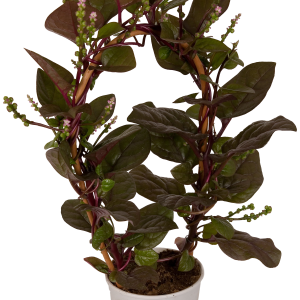 BASELLA RUBRA CS-15