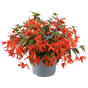 BEGONIA BOL. CS-10,5