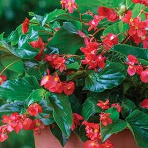 BEGONIA 'DRAGON WING' CS-25