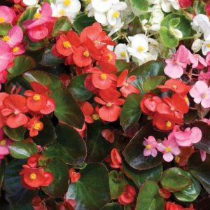 BEGONIA SEM. CS-7x7