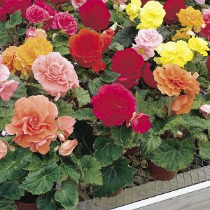 BEGONIA TUB. CS-10,5