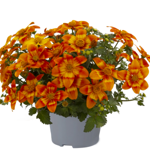 BIDENS 'FLAME' CS-9