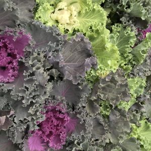 BRASSICA CS-12