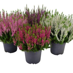 CALLUNA BEAUTY LADIES CS-10