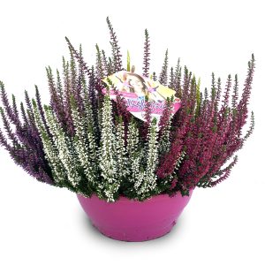 CALLUNA HIGH FIVE TÁL CS-T23