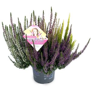 CALLUNA HIGH FIVE CS-13