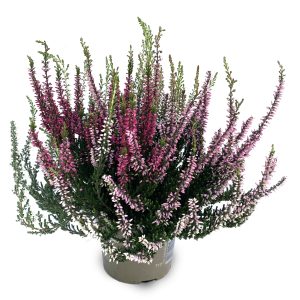 CALLUNA TRIO GIRLS CS-12