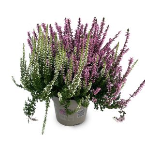 CALLUNA TWIN GIRLS CS-12