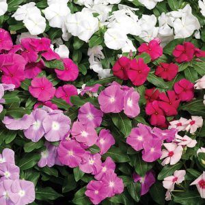 CATHARANTHUS 'CASCADE' CS-9