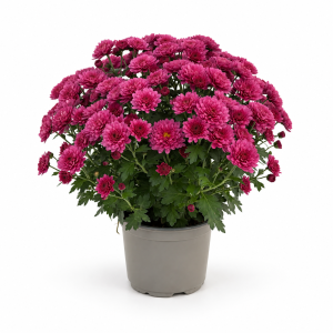 CHRYSANTHEMUM MUL. CS-12