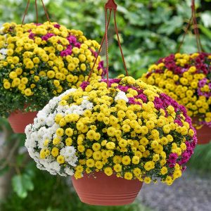 CHRYSANTHEMUM MUL. 'TRIO BASKET' CS-19