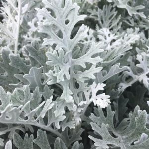 CINERARIA CS-7x7