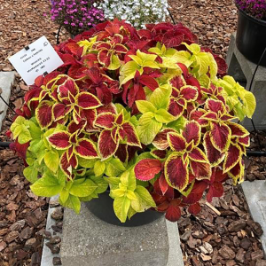 COLEUS CS-7x7