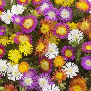 DELOSPERMA CS-12
