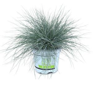 FESTUCA GLA. CS-12