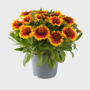 GAILLARDIA ARI. 'SPINTOP YELLOW TOUCH' CS-19