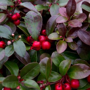 GAULTHERIA CS-11