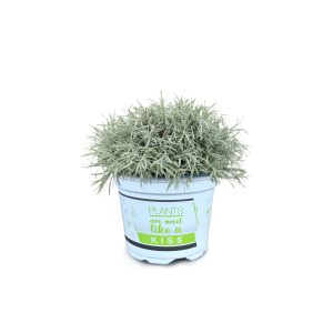 HELICHRYSUM THI. CS-12