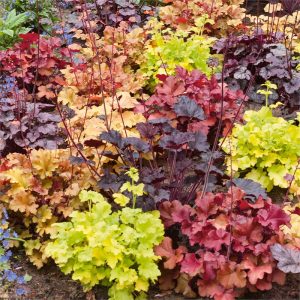 HEUCHERA CS-17