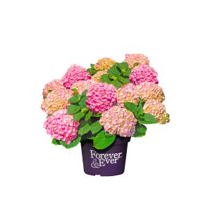 HYDRANGEA MACROPHYLLA CS-19