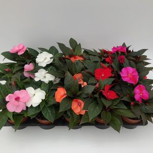 IMPATIENS 'SUN PATIENS' CS-12
