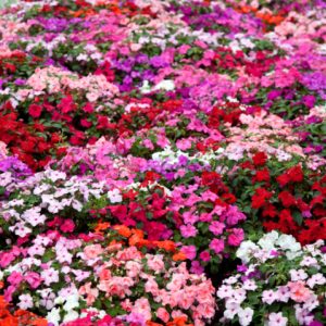 IMPATIENS WAL. CS-7x7