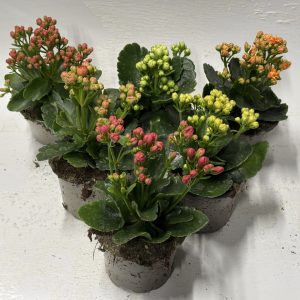 KALANCHOE BLO. CS-10,5