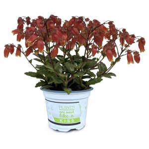 KALANCHOE MAN. 'GRÉTA' CS-10,5
