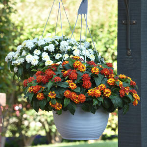 LANTANA CS-25