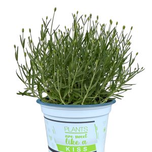 LAVANDULA ANGUSTIFOLIA CS-2l