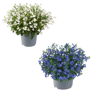 LOBELIA CS-9
