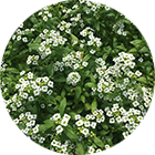 LOBULARIA CS-7x7