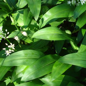 ALLIUM URSINUM CS-10,5