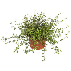 MÜHLENBECKIA CS-12