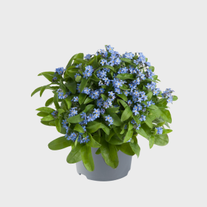 MYOSOTIS SYL. CS-10,5