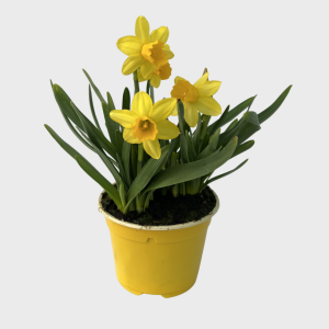 NARCISSUS CYC. 'TETE-A-TETE' CS-10,5